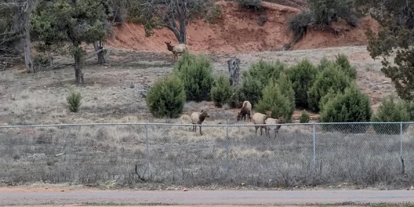 Southwest Behavioral and Health Services
