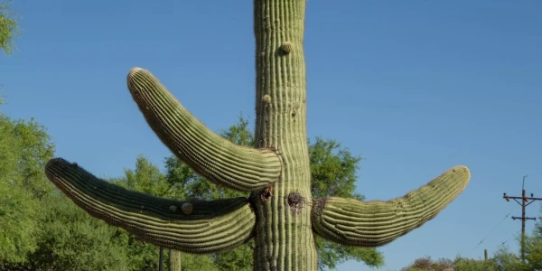 The Meadows - Claudia Black Young Adult Center